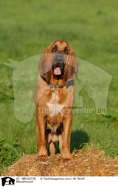Bloodhound / MR-02738
