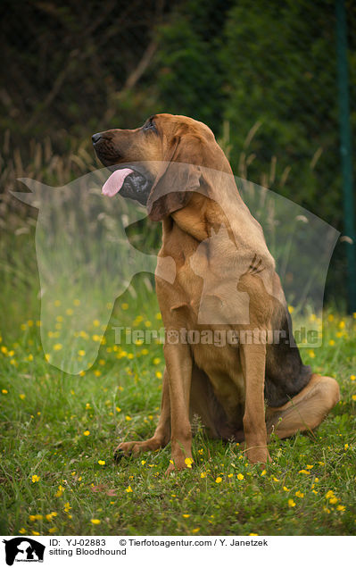 sitzender Bloodhound / sitting Bloodhound / YJ-02883