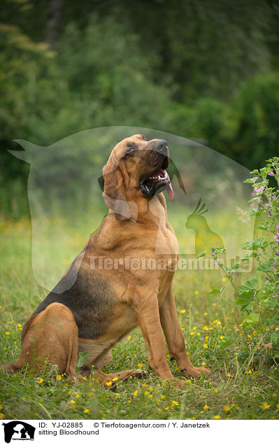 sitzender Bloodhound / sitting Bloodhound / YJ-02885