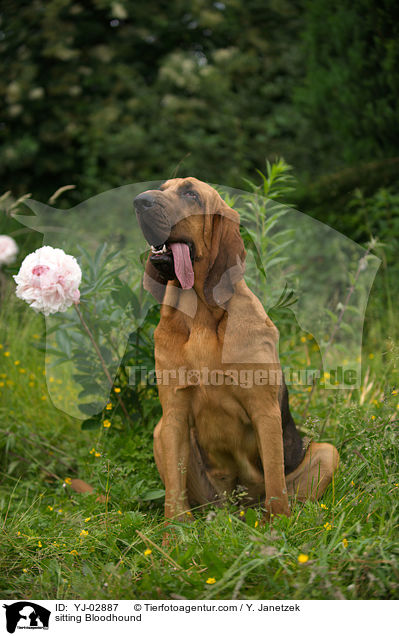 sitting Bloodhound / YJ-02887