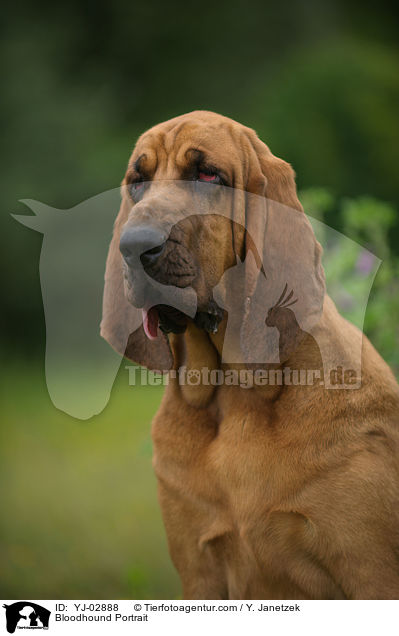 Bluthund Portrait / Bloodhound Portrait / YJ-02888