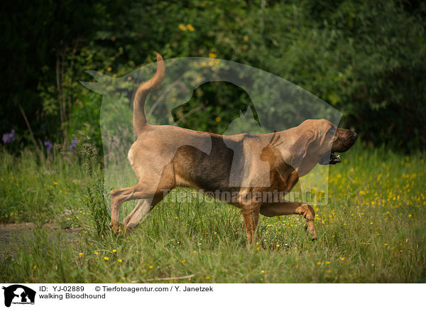 laufender Bloodhound / walking Bloodhound / YJ-02889