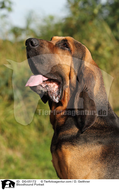 Bluthund Portrait / Bloodhound Portrait / DG-05172