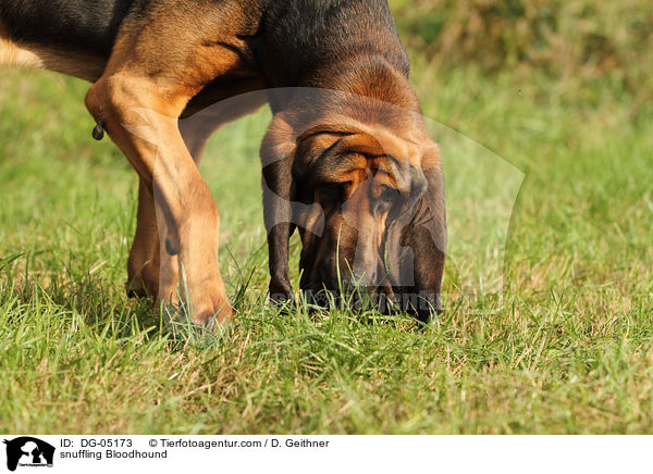 schnuppernder Bluthund / snuffling Bloodhound / DG-05173