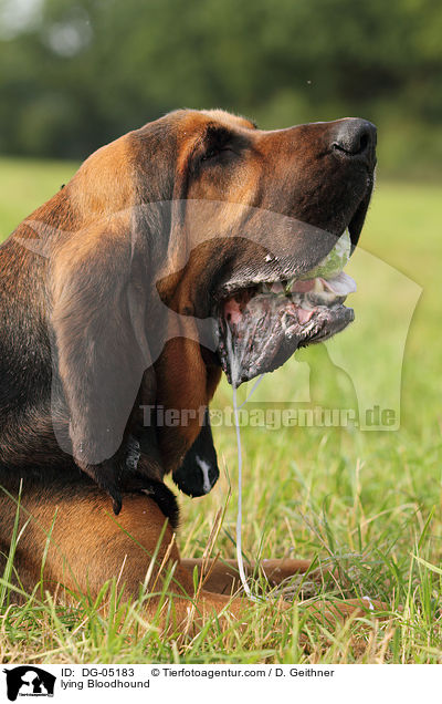lying Bloodhound / DG-05183