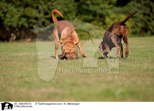 2 Bluthunde / 2 Bloodhounds / AM-04073