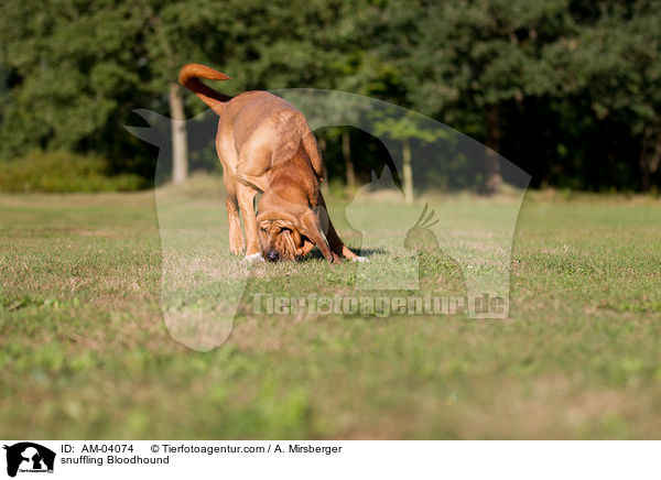 snuffling Bloodhound / AM-04074