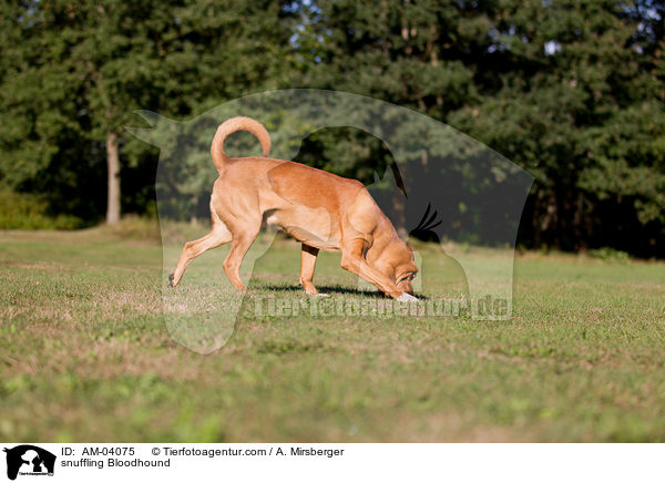 schnuppernder Bloodhound / snuffling Bloodhound / AM-04075