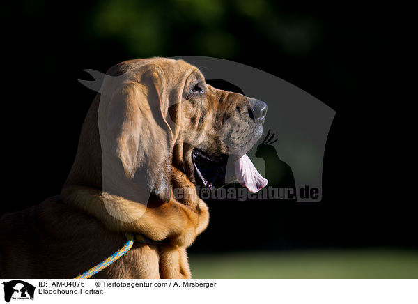 Bluthund Portrait / Bloodhound Portrait / AM-04076