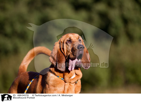 Bluthund Portrait / Bloodhound Portrait / AM-04078