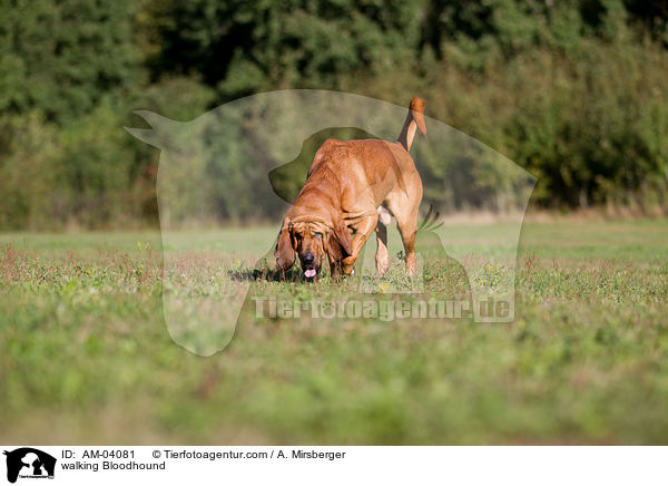 laufender Bloodhound / walking Bloodhound / AM-04081