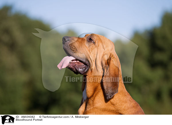 Bluthund Portrait / Bloodhound Portrait / AM-04082