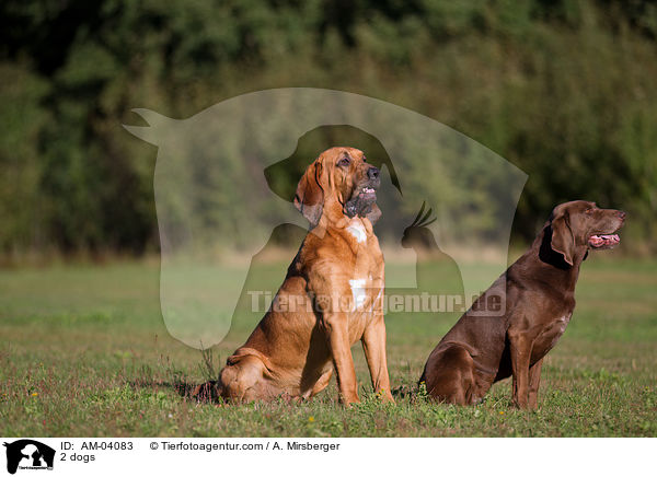 2 Hunde / 2 dogs / AM-04083