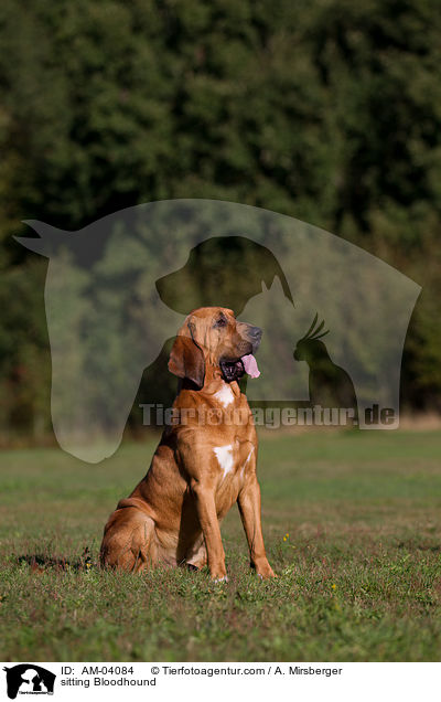 sitzender Bloodhound / sitting Bloodhound / AM-04084