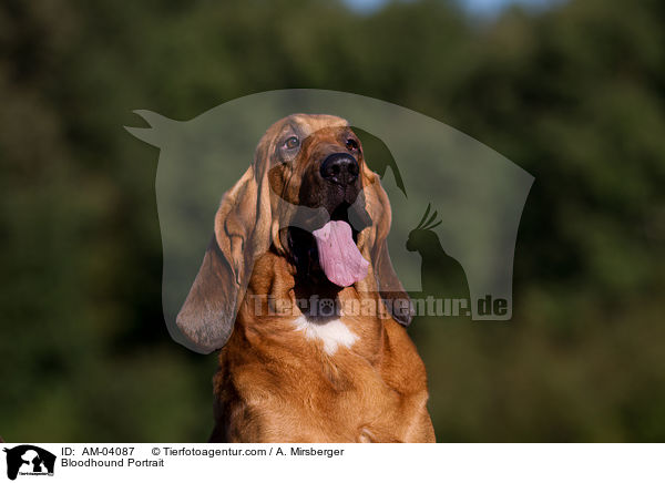 Bluthund Portrait / Bloodhound Portrait / AM-04087