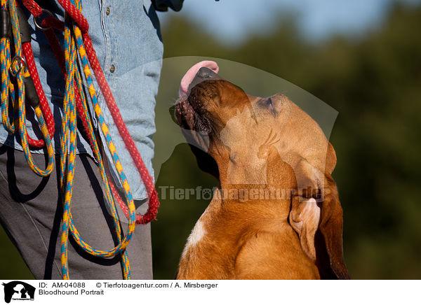 Bluthund Portrait / Bloodhound Portrait / AM-04088