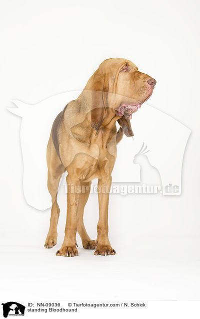standing Bloodhound / NN-09036