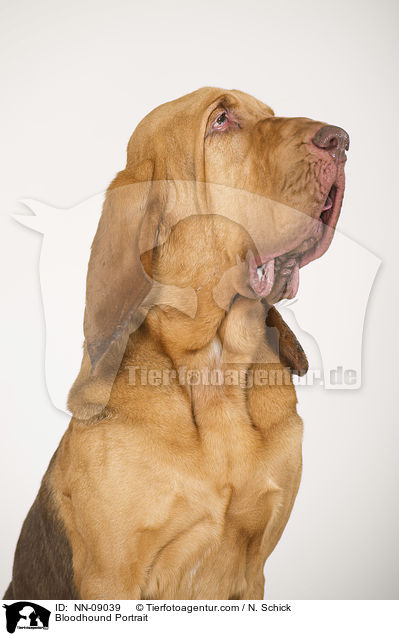 Bluthund Portrait / Bloodhound Portrait / NN-09039