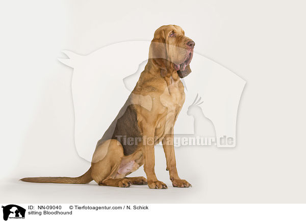 sitting Bloodhound / NN-09040