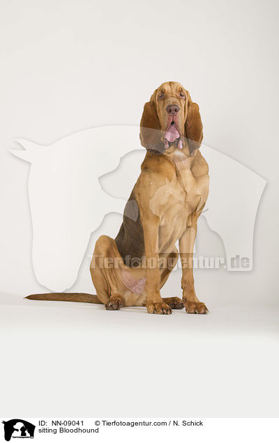 sitzender Bluthund / sitting Bloodhound / NN-09041