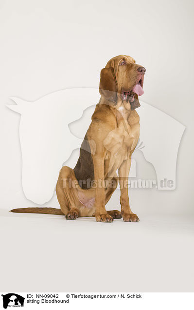 sitzender Bluthund / sitting Bloodhound / NN-09042