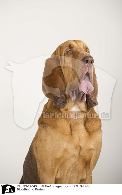 Bloodhound Portrait / NN-09043