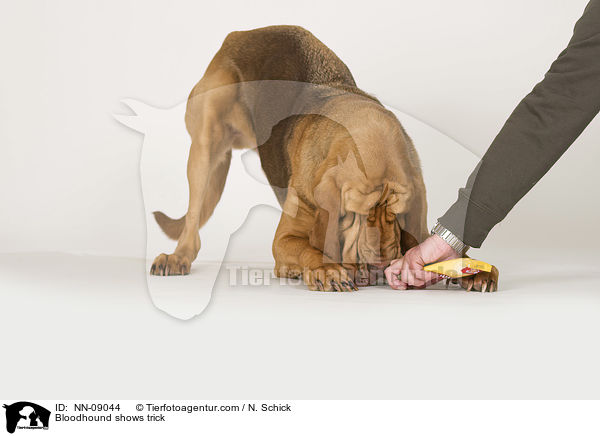 Bluthund verbeugt sich / Bloodhound shows trick / NN-09044