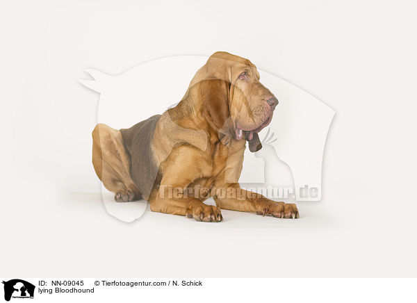 liegender Bluthund / lying Bloodhound / NN-09045