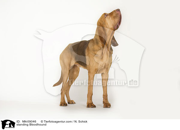 stehender Bluthund / standing Bloodhound / NN-09046