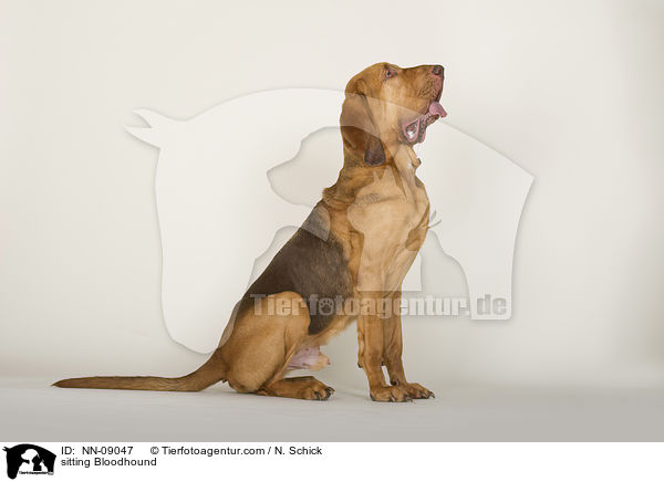 sitzender Bluthund / sitting Bloodhound / NN-09047
