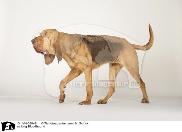 walking Bloodhound / NN-09049