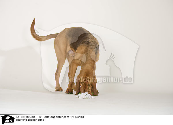 schnuppernder Bluthund / snuffling Bloodhound / NN-09050
