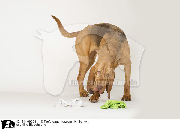 schnuppernder Bluthund / snuffling Bloodhound / NN-09051