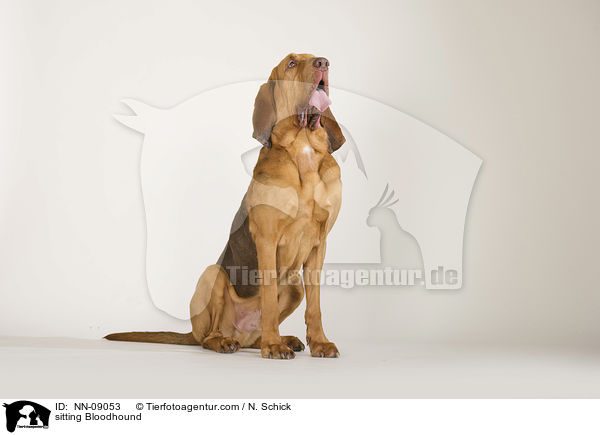 sitzender Bluthund / sitting Bloodhound / NN-09053