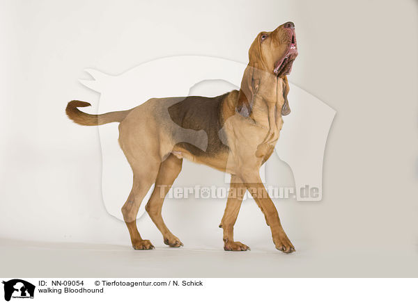 walking Bloodhound / NN-09054