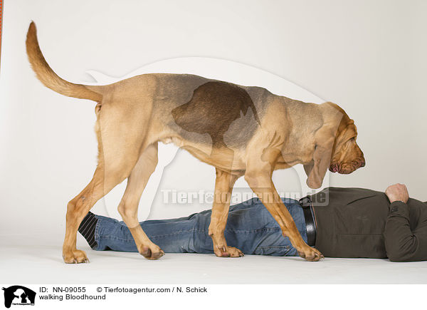 walking Bloodhound / NN-09055