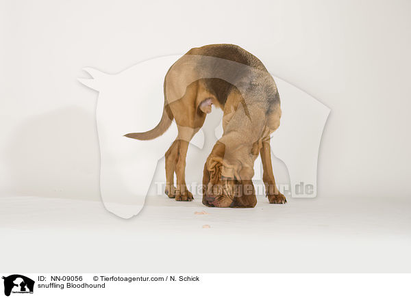 schnuppernder Bluthund / snuffling Bloodhound / NN-09056