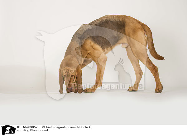 schnuppernder Bluthund / snuffling Bloodhound / NN-09057