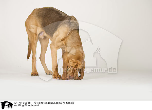 schnuppernder Bluthund / snuffling Bloodhound / NN-09058
