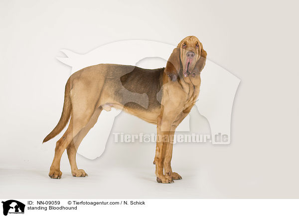 stehender Bluthund / standing Bloodhound / NN-09059