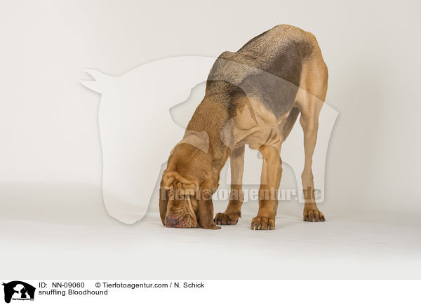 snuffling Bloodhound / NN-09060