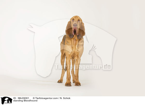 standing Bloodhound / NN-09061