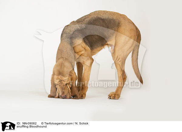 snuffling Bloodhound / NN-09062