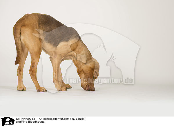 snuffling Bloodhound / NN-09063
