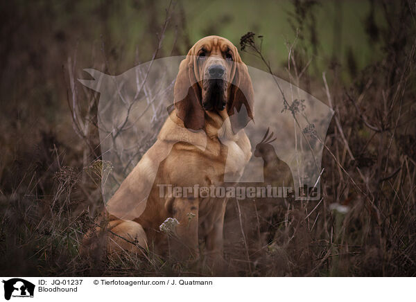 Bloodhound / JQ-01237