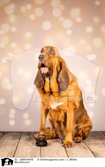 Bluthund / Bloodhound / JAM-04449