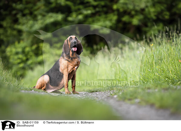 Bluthund / Bloodhound / SAB-01159