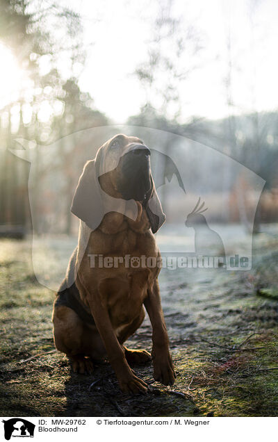 Bluthund / Bloodhound / MW-29762