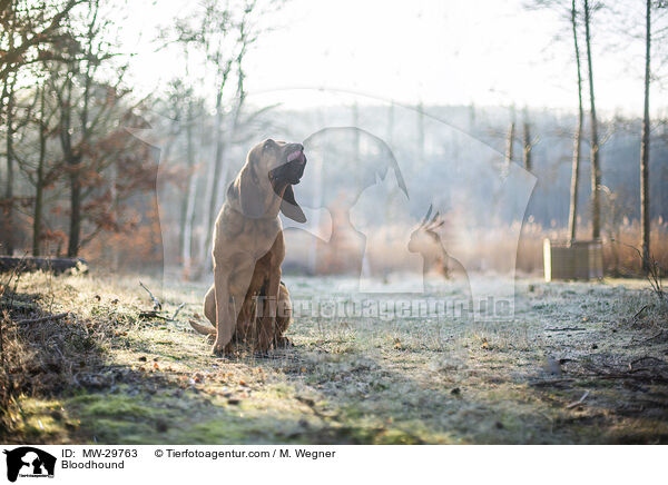 Bluthund / Bloodhound / MW-29763