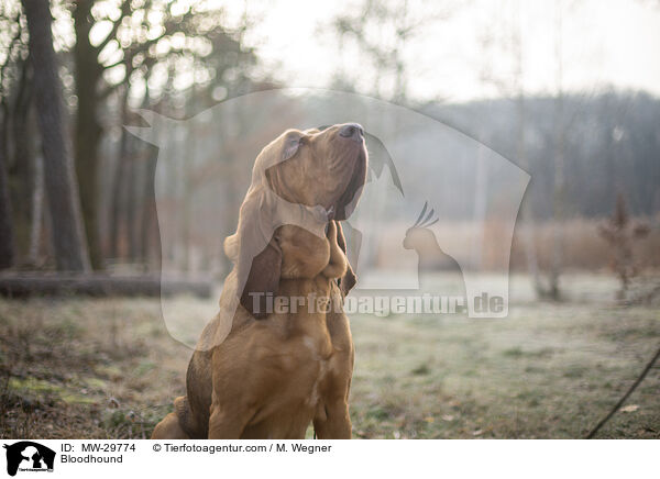 Bloodhound / MW-29774